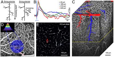 Neurovascular Network Explorer 2.0: A Database of 2-Photon Single-Vessel Diameter Measurements from Mouse SI Cortex in Response To Optogenetic Stimulation